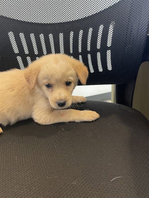 Sadie - Great Pyrenees