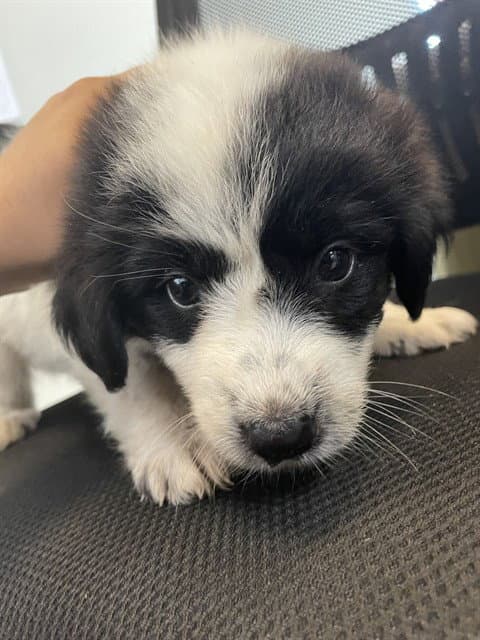 Aspen - Great Pyrenees