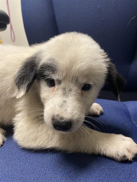 Willow - Great Pyrenees
