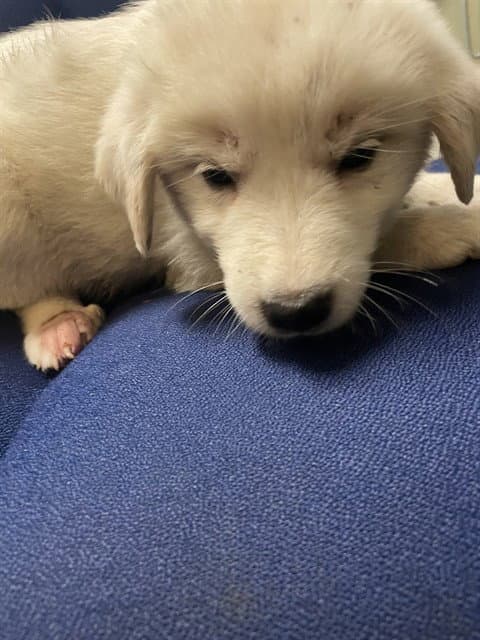 Denali - Great Pyrenees