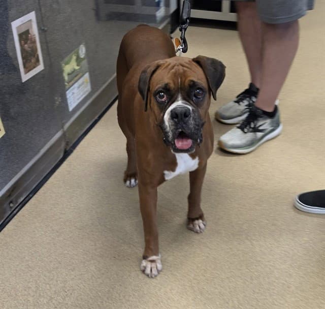 Baylee - Boxer