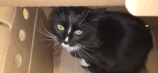 Milo - Domestic Medium Hair