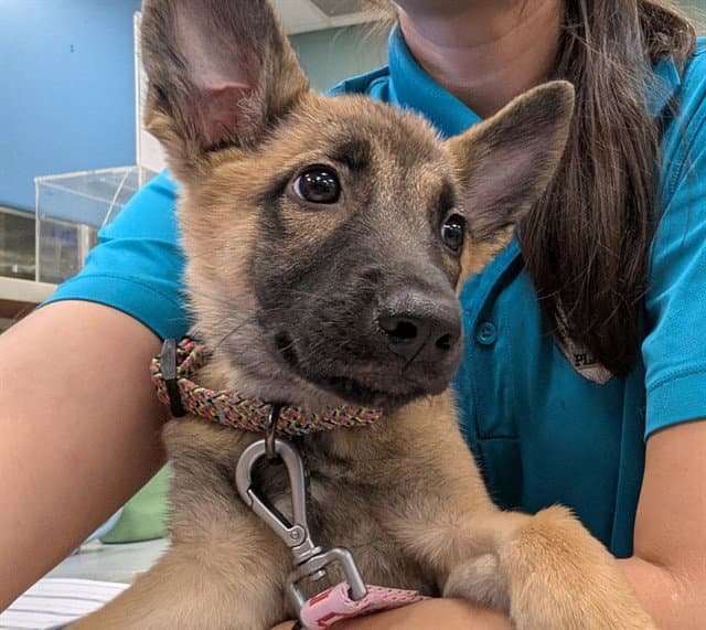 Aleesia - German Shepherd Dog