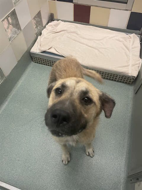 Bear - German Shepherd Dog