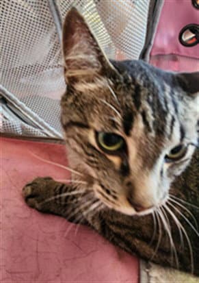 Unknown - Domestic Short Hair