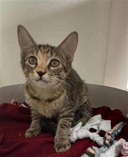 Unknown - Domestic Short Hair