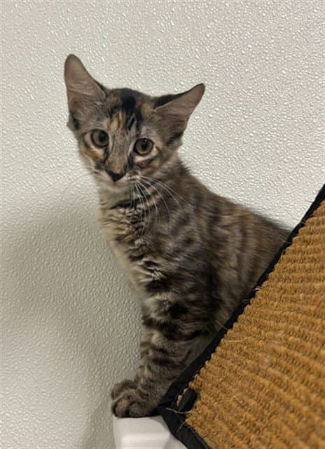 Unknown - Domestic Short Hair