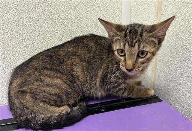 Unknown - Domestic Short Hair