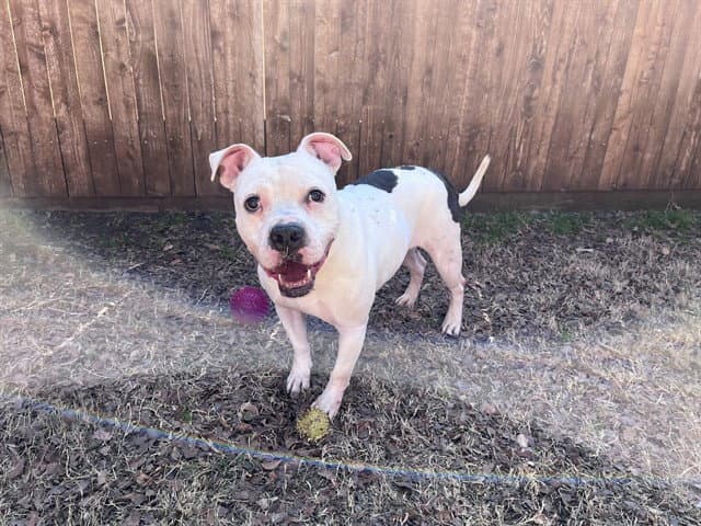 Spot - Pit Bull Terrier
