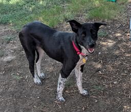 Ellie image 1