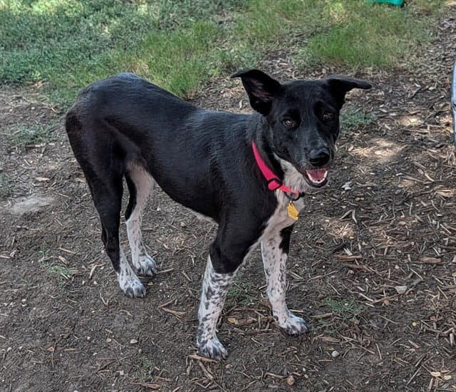Ellie - Border Collie