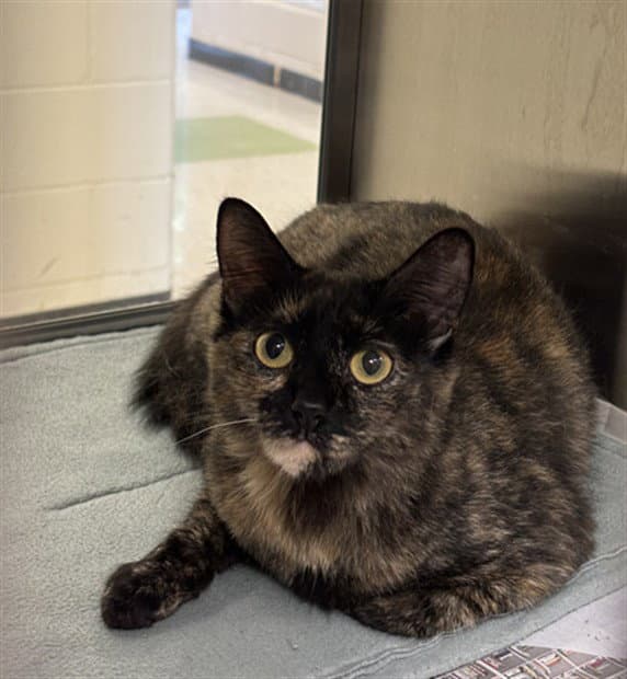 Unknown - Domestic Short Hair