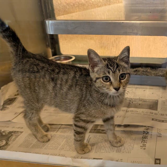 Unknown - Domestic Short Hair