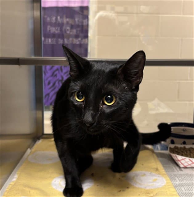 Unknown - Domestic Short Hair