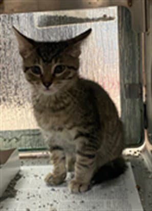 Chai - Domestic Short Hair