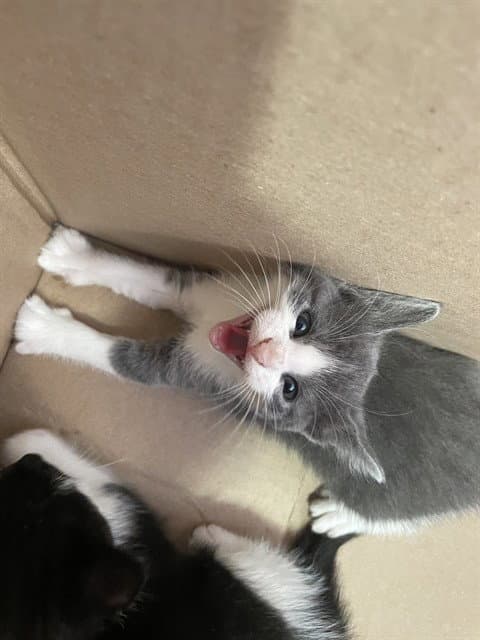 Candy - Domestic Short Hair