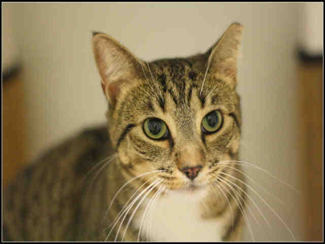 Sasha - Domestic Short Hair