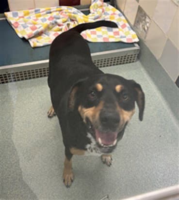 Snoopy - Treeing Walker Coonhound