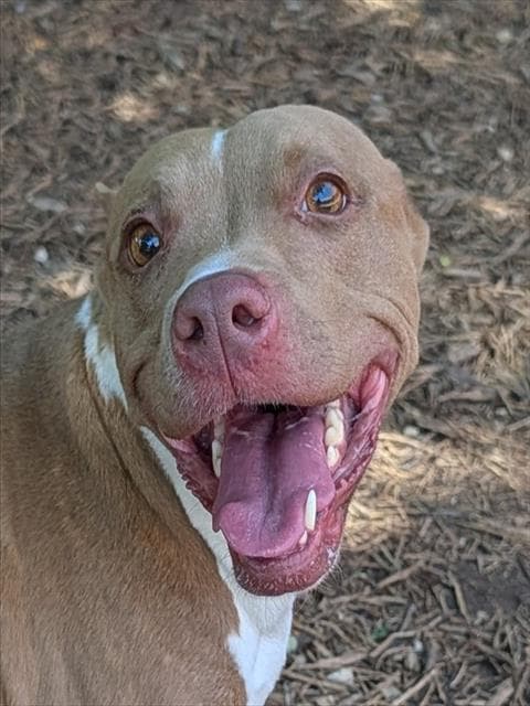Unknown - Pit Bull Terrier