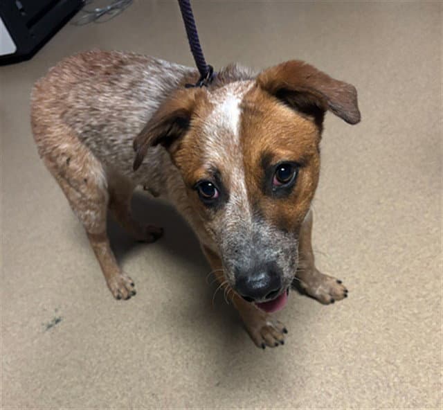 Unknown - Australian Cattle Dog/Blue Heeler