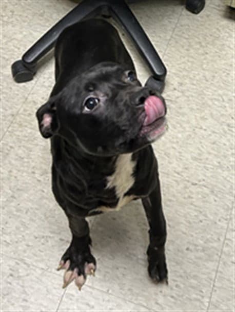 Unknown - Pit Bull Terrier