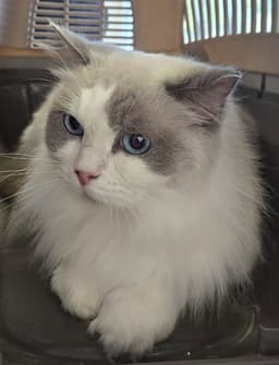 Vicky image 1