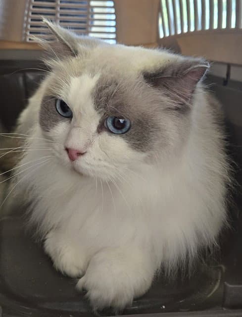 Vicky - Ragdoll