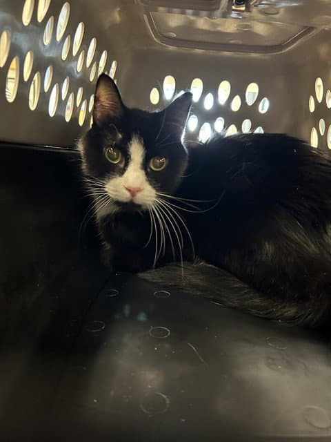 Lucky - Domestic Short Hair
