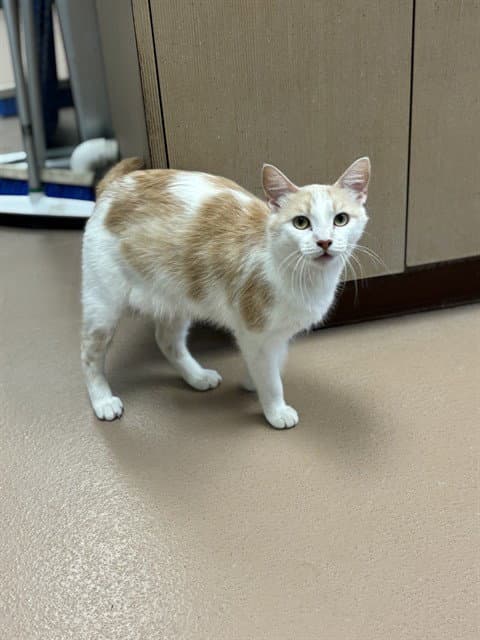 Judy - Domestic Short Hair