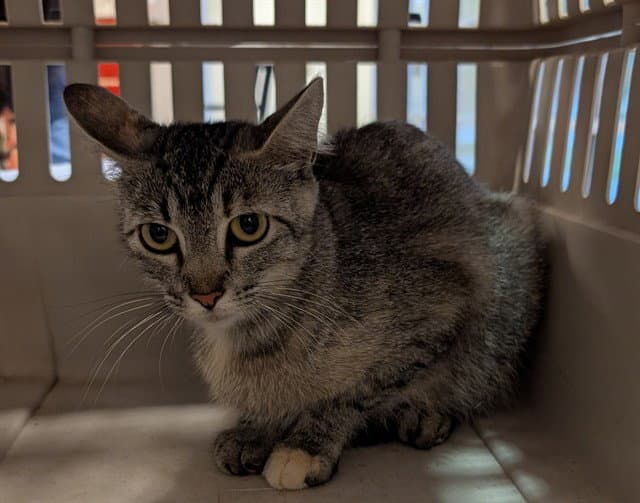 Joyce - Domestic Short Hair