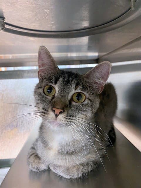 Joyce - Domestic Short Hair