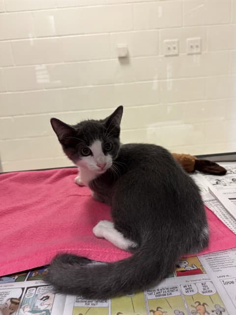 Hamlet - Domestic Short Hair