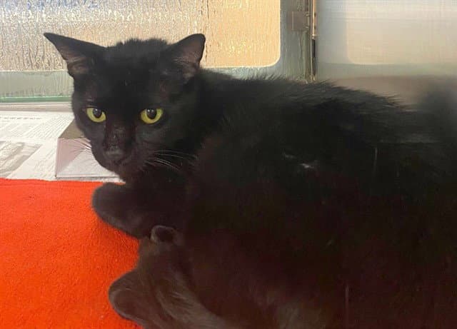 Jade - Domestic Medium Hair
