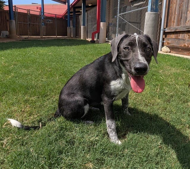 Melody - Labrador Retriever