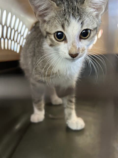 Dash - Domestic Short Hair