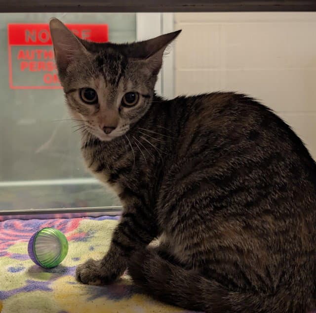 Gabby - Domestic Short Hair