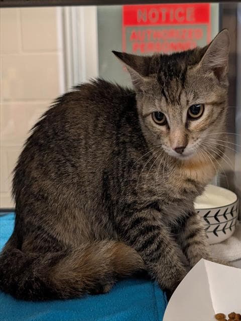 Alice - Domestic Short Hair