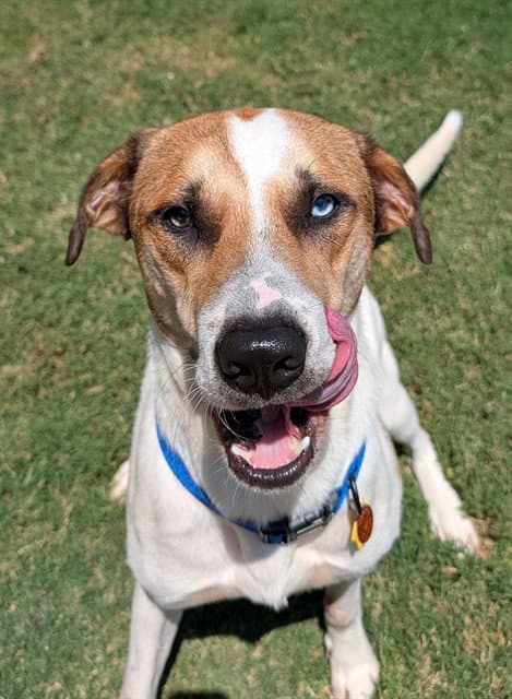 Unknown - Catahoula Leopard Dog