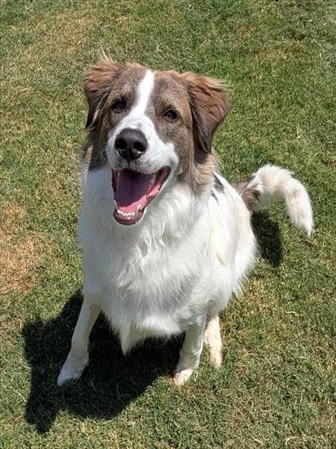 Ranger - Australian Shepherd