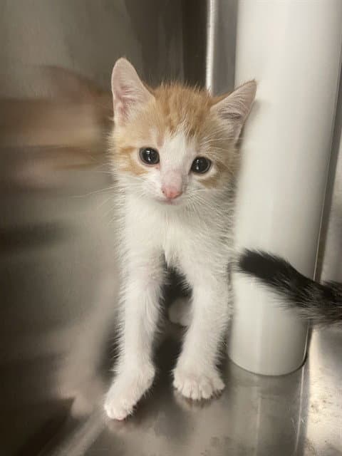 Achilles - Domestic Short Hair