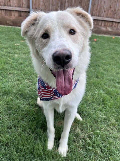 Biscuit - Husky