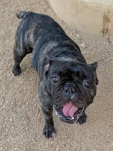 Jay Jay - French Bulldog