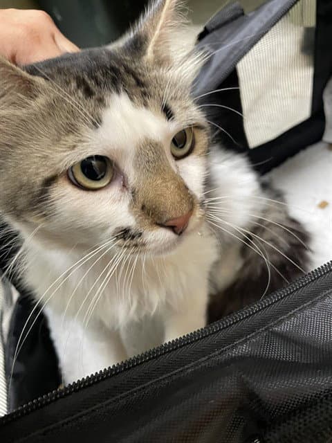 Asher - Domestic Short Hair