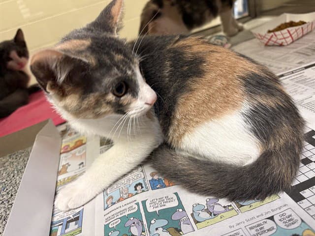 Ophelia - Domestic Short Hair
