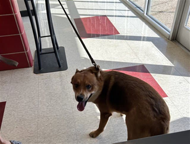 Cal - Shiba Inu