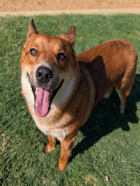Cal - Shiba Inu
