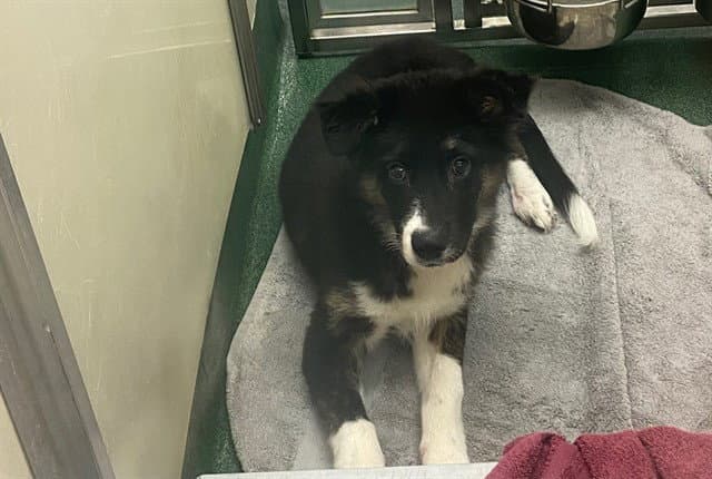 Dizzy - Australian Shepherd