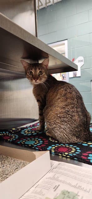 Pickles - Domestic Short Hair