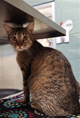 Pickles - Domestic Short Hair