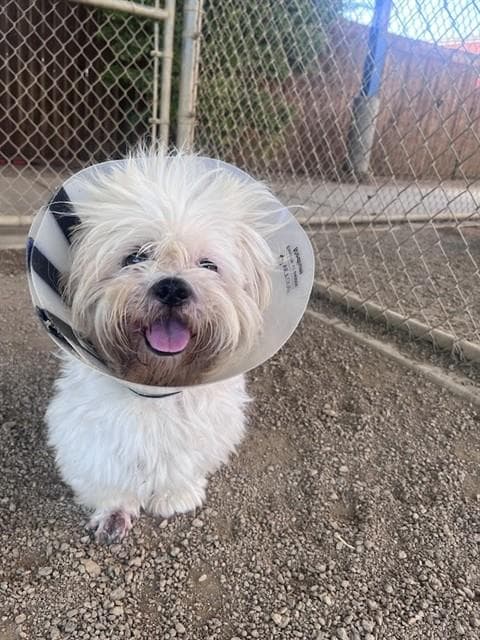 Cocoa - Lhasa Apso